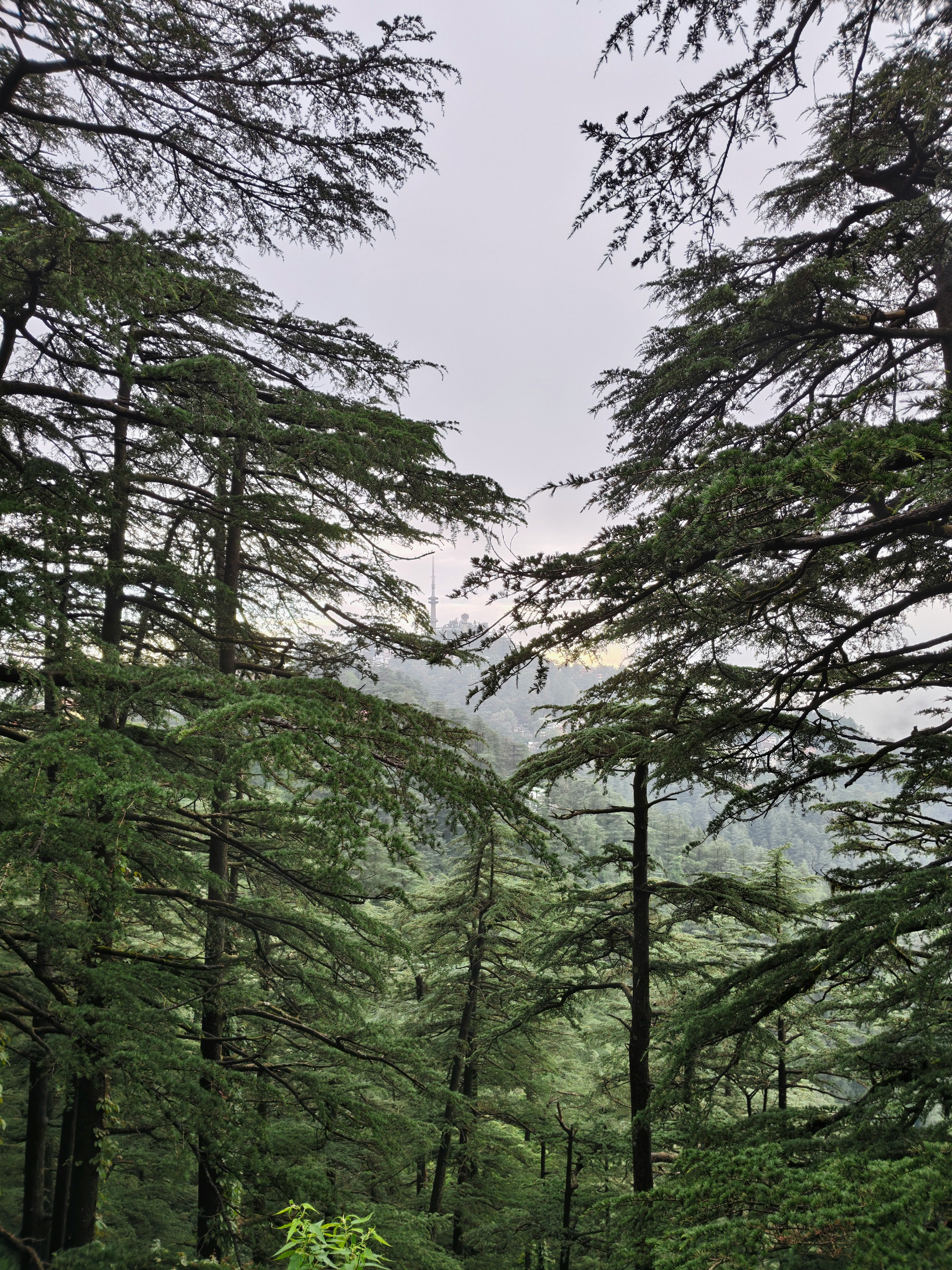 tall trees in a large forest